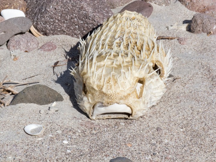 Dead puffer salinas P1140958