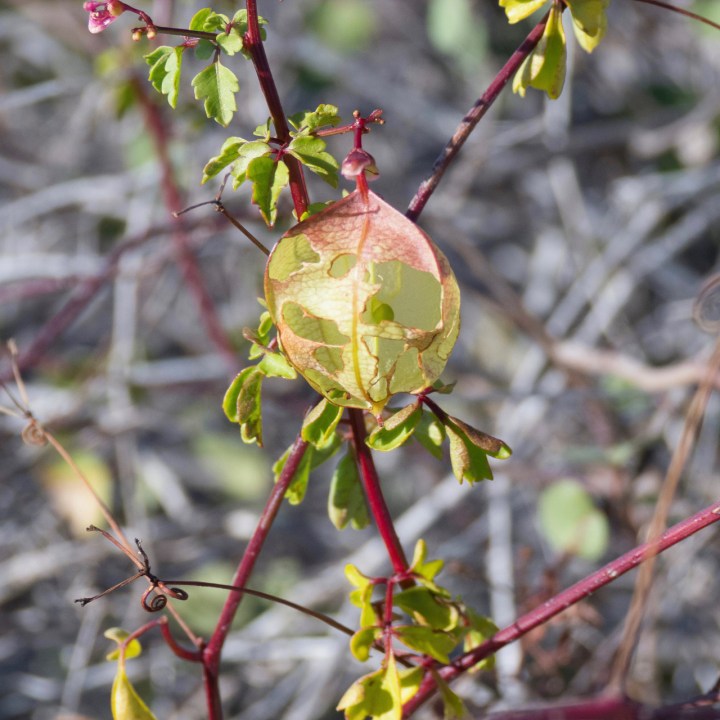 lacework lantern P1140841