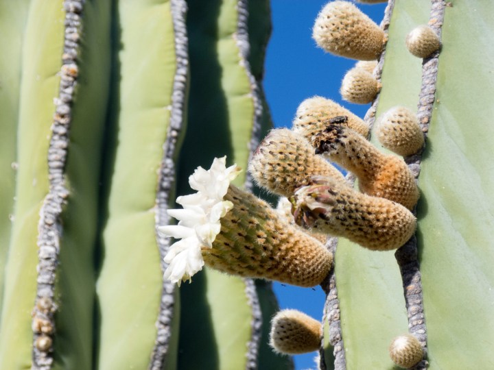 perico cardon bloom 3 P1150054