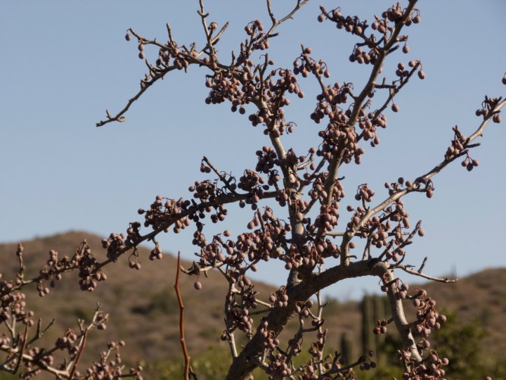 perico torote rojo fruits P1150058