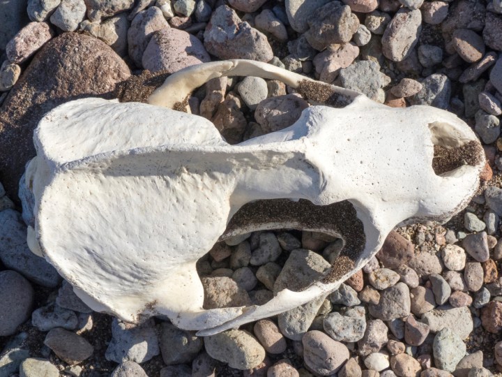 sea lion skull P1150020