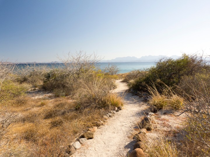 to s side coronados P1140827