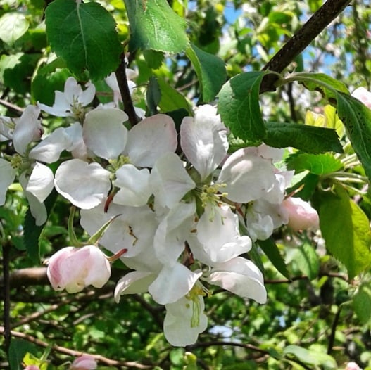 35557962_1930556613624102_5775342914049671168_n