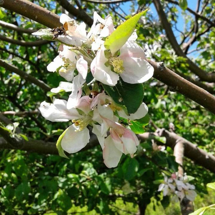 35628732_1930556553624108_4203852137500770304_n