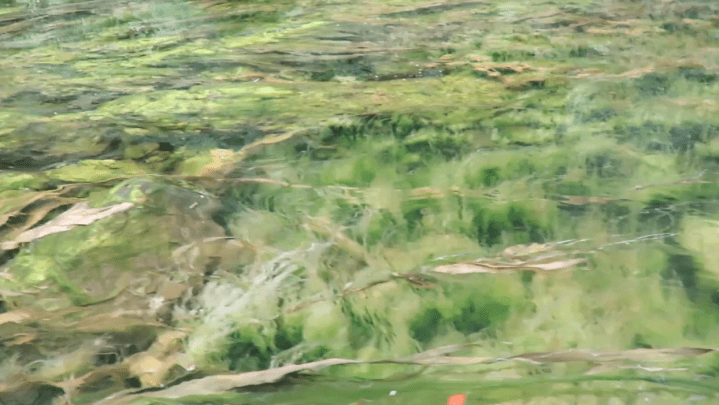 Screen Shot 2018-07-12 at 2.16.47 PM