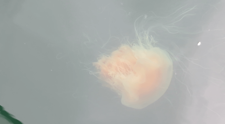 Screen Shot 2018-07-12 at 2.17.13 PM