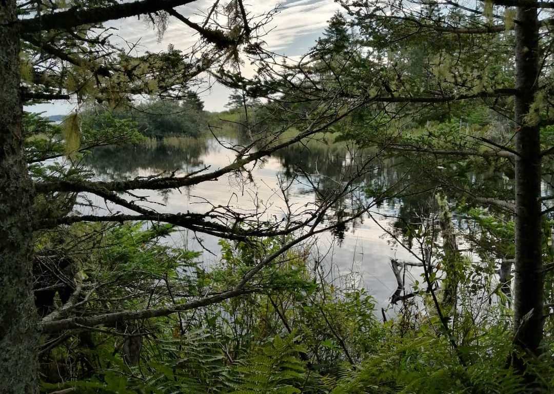 interlocking trees over a pond