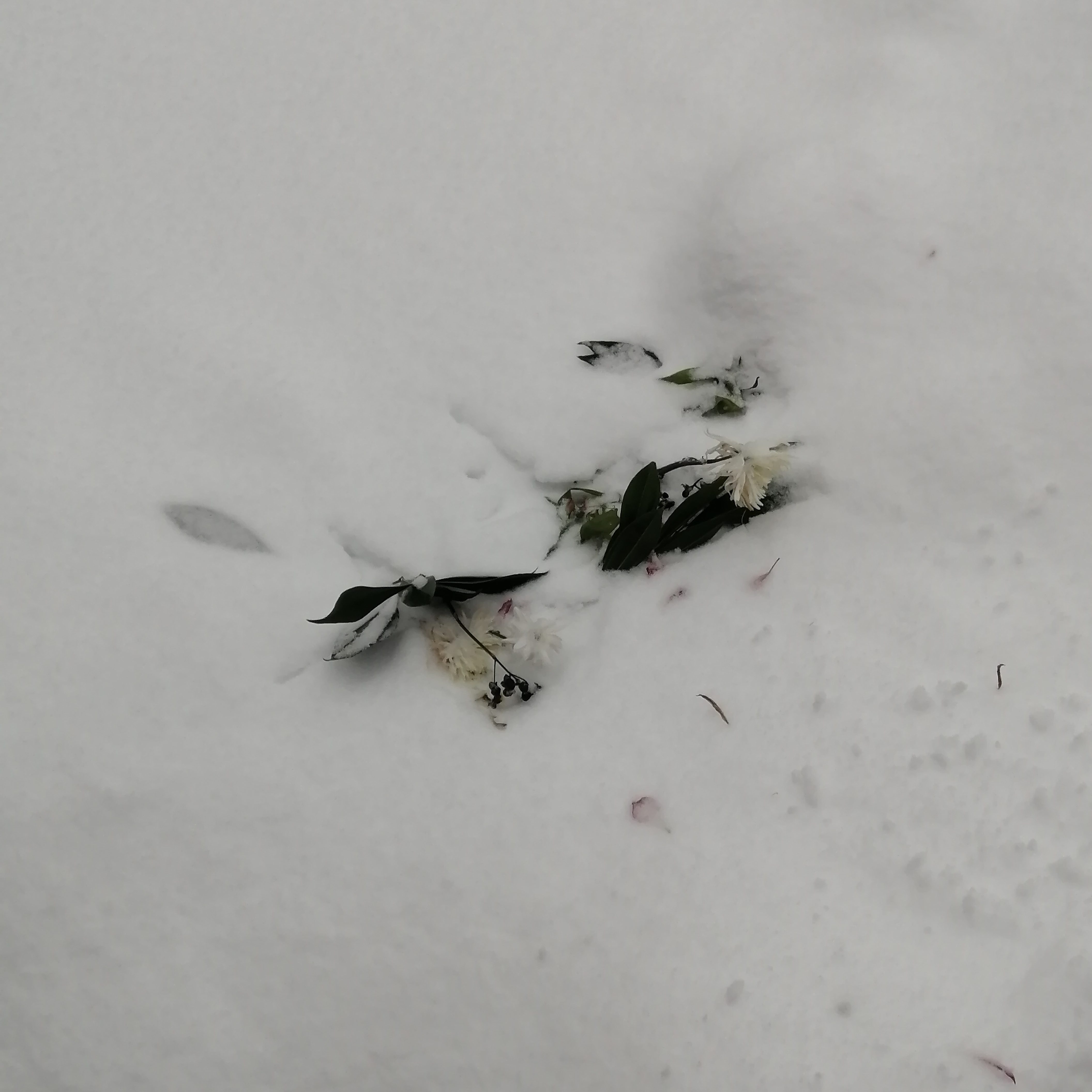 cut flowers and leaves partially buried in snow