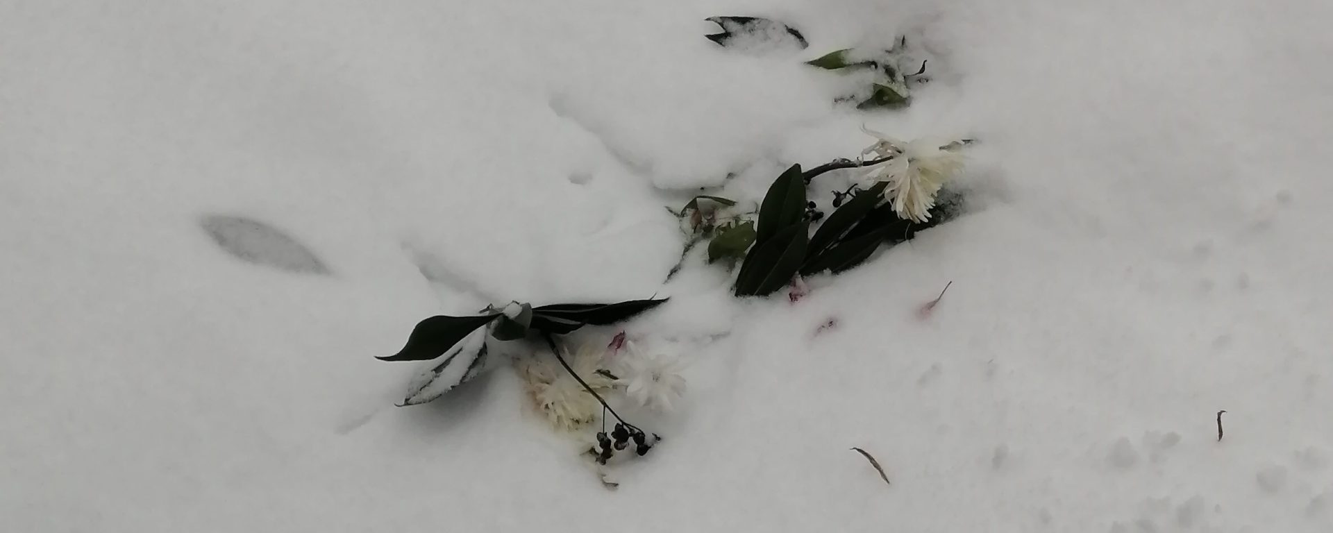 cut flowers and leaves partially buried in snow