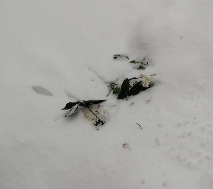 cut flowers and leaves partially buried in snow