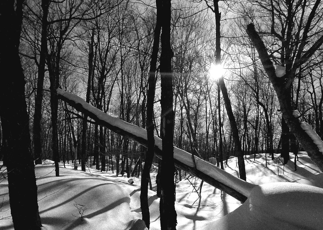 Sun over bare and fallen trees in a winter landscape