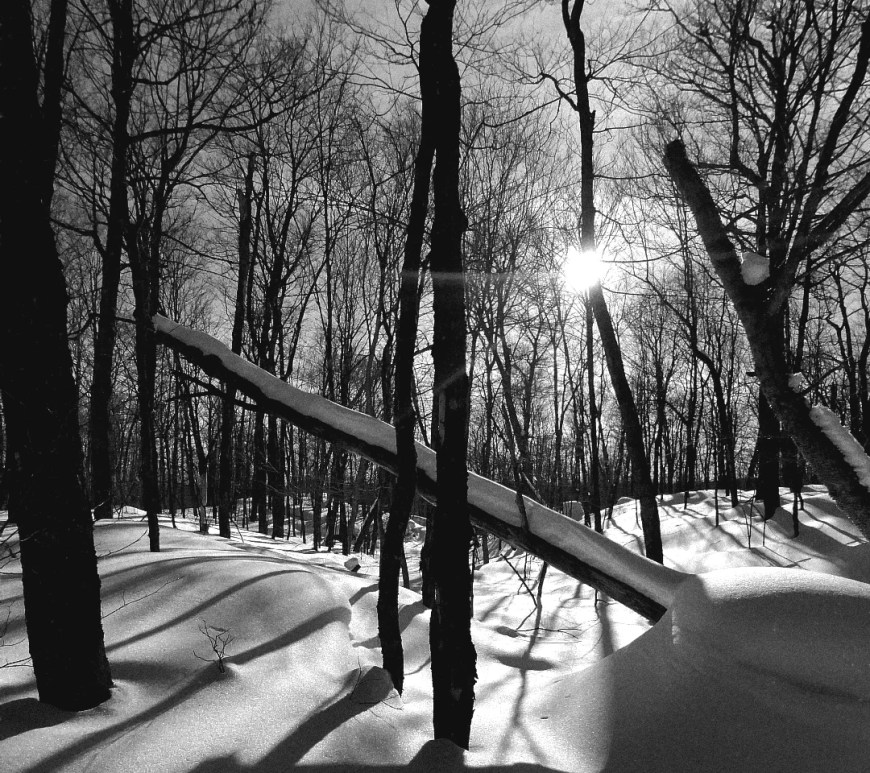 Sun over bare and fallen trees in a winter landscape